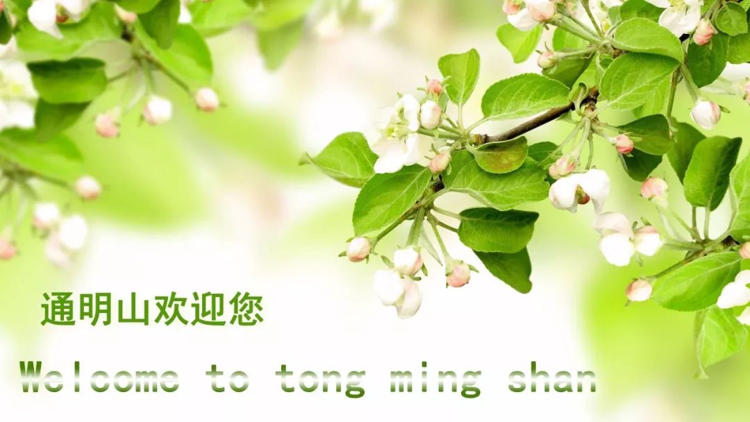 茶藝背景音樂古箏_古箏背景茶藝音樂視頻_古箏純音樂茶音樂