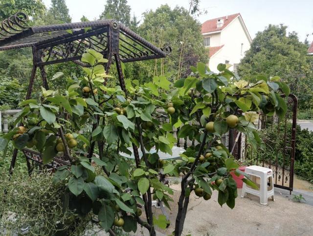 古箏學費一般多少錢一年_古箏學費_古箏學費貴不貴