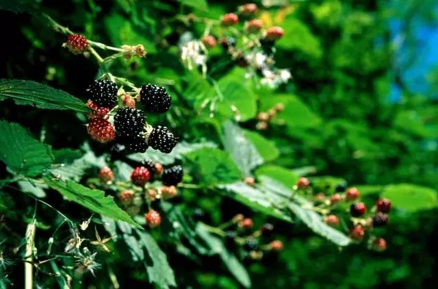 以下哪首作品不屬于古琴曲?_古琴曲首作品以下屬于曲調的是_屬于古琴曲的是